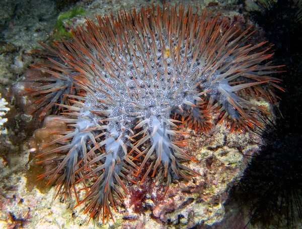 Coroa Espinhos Acanthaster Planci — Fotografia de Stock