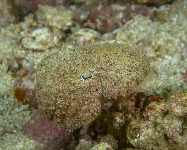 Broadclub Cuttlefish Sepia Latimanus — Stok Foto