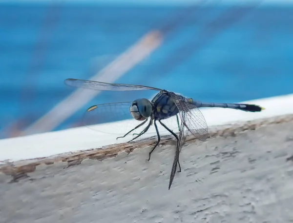 Dragonfly Skimmer Chão Diplacodes Trivialis — Fotografia de Stock