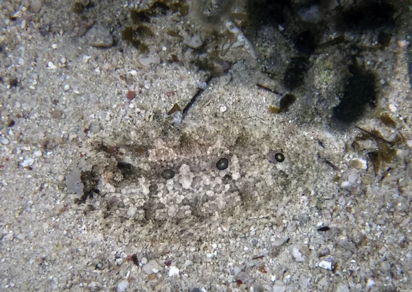 Three Spot Flounder Samariscus Triocellatus — Stock Photo, Image