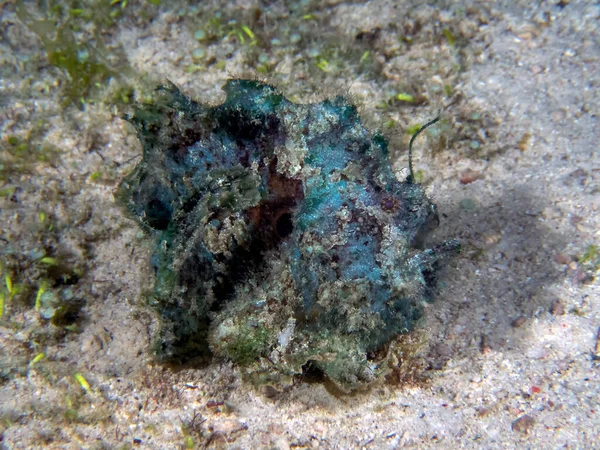 Marble Mouthed Frogfish Lophiocharon Lithinostomus — Stock Photo, Image