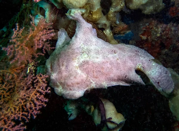 Ein Riesiger Anglerfisch Antennarius Commerson — Stockfoto