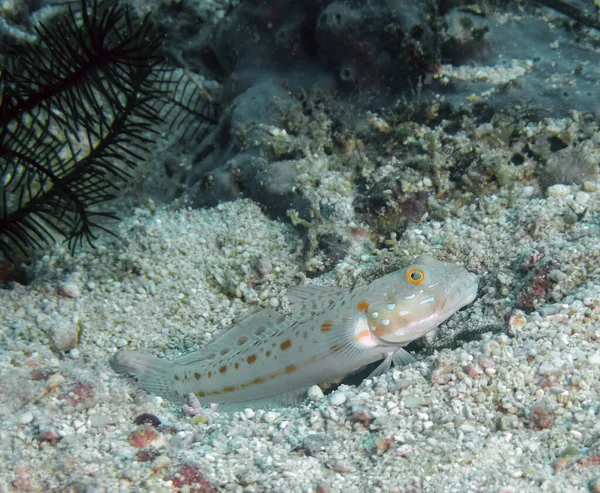 橙斑斑虾 Amblyeleotris Guttata — 图库照片