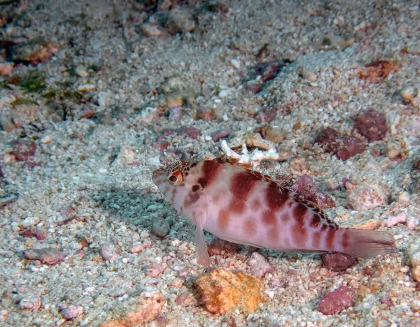 Jastrzębia Koralowego Cirrhitichthys Oxycephalus — Zdjęcie stockowe