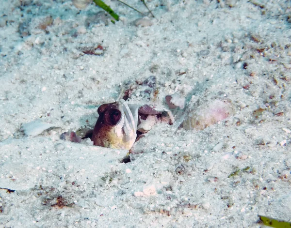 Ein Kieferfisch Opistognathus Den Kopf Den Sand Stecken — Stockfoto