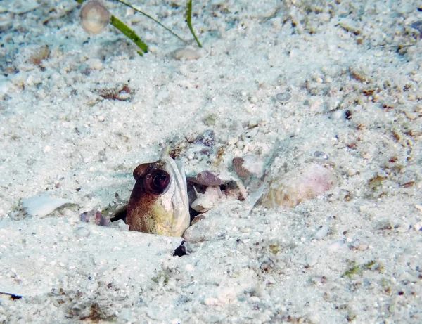 Bir Çene Balığı Opistognathus Kafasını Kumun Içine Sokuyor — Stok fotoğraf