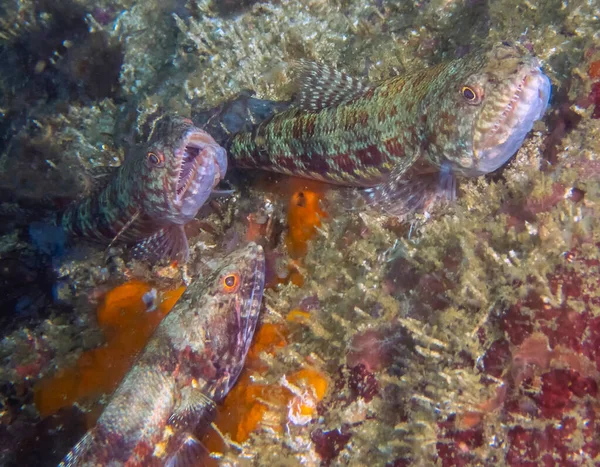 Variegated Lizardfish Synodus Variegatus Філіппінах — стокове фото