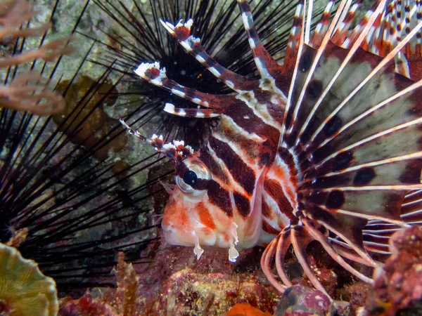 スポットフィンライオンフィッシュ Pterois Antenata — ストック写真