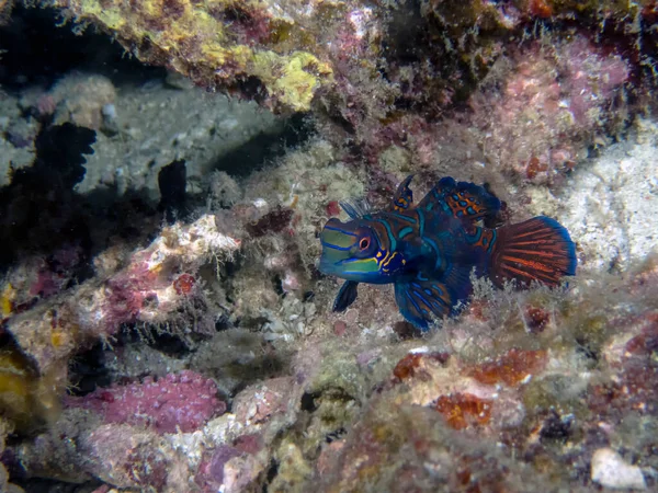 Barevný Madarinfish Synchiropus Splendidus Nočním Potápění Filipínách — Stock fotografie