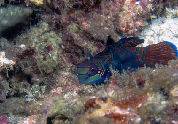 Colourful Madarinfish Synchiropus Splendidus Night Dive Philippines — Stock Photo, Image