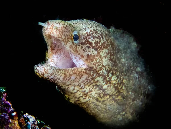 Barred Fin Moray Eel Gymnothorax Zonipectis — Foto de Stock