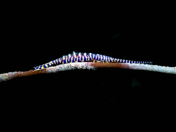 Una Aguja Camarones Tozeuma Armatum —  Fotos de Stock