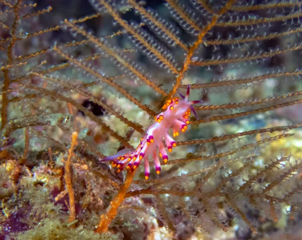 Close Siboga Cuthona Nudibranch — Stock Photo, Image