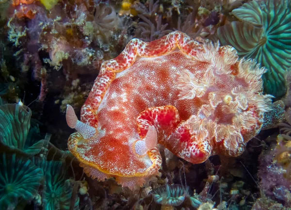 Dançarino Espanhol Hexabranchus Sanguineus — Fotografia de Stock