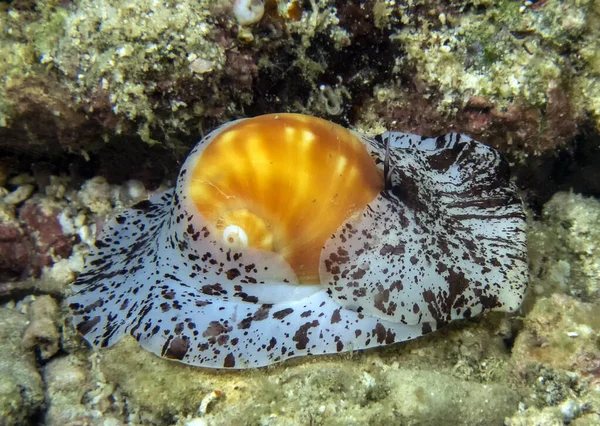 Caracol Luna Ternera Natica Vitellus — Foto de Stock