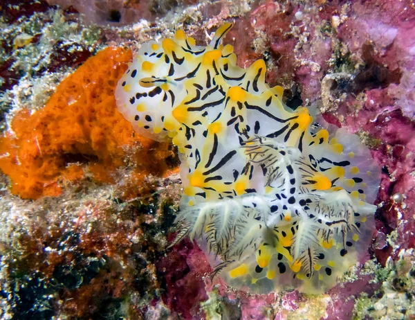 Közelről Egy Halgerda Willeyi Tengeri Csiga — Stock Fotó