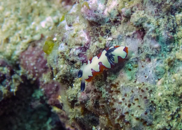 Pålitlig Chromodoris Chromodoris Fidelis — Stockfoto