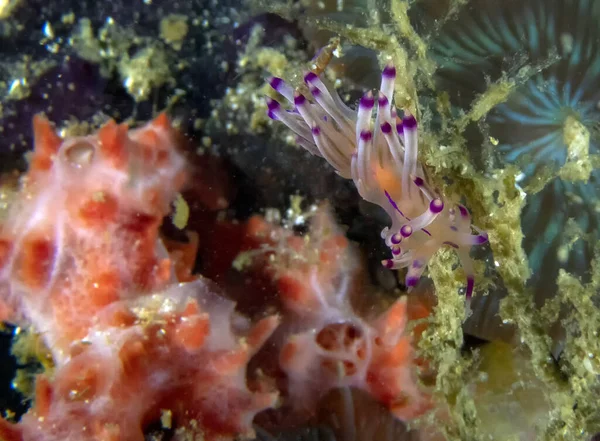 Piros Bélésű Flabellina Flabellina Rubrolineata — Stock Fotó