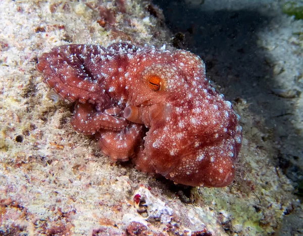 Noite Estrelada Octopus Callistoctopus Luteus — Fotografia de Stock