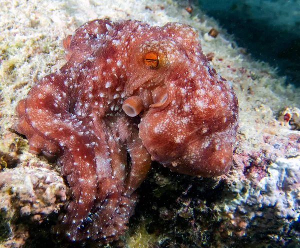 Noite Estrelada Octopus Callistoctopus Luteus — Fotografia de Stock