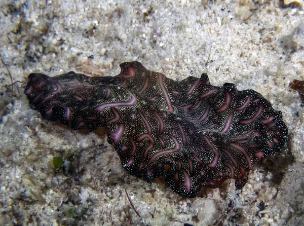 Tappeto Persiano Verme Piatto Pseudobiceros Bedfordi — Foto Stock