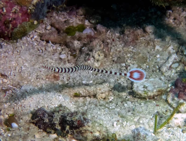 Şeritli Boru Balığı Doryrhamphus Dactyliophorus — Stok fotoğraf