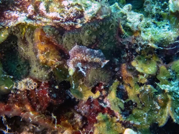 Polyclad Flatworm Malapascua Filipijnen — Stockfoto