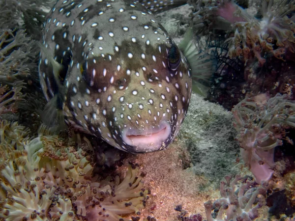 Puffer Mancha Branca Arothron Hispidus — Fotografia de Stock