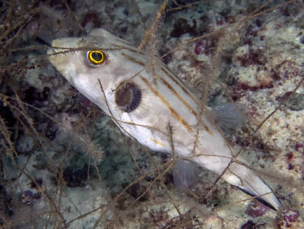 Çizgili Puffer Arothron Manilensis — Stok fotoğraf