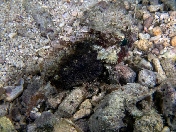False Scorpionfish Centrogenys Vaigiensis — Stok Foto