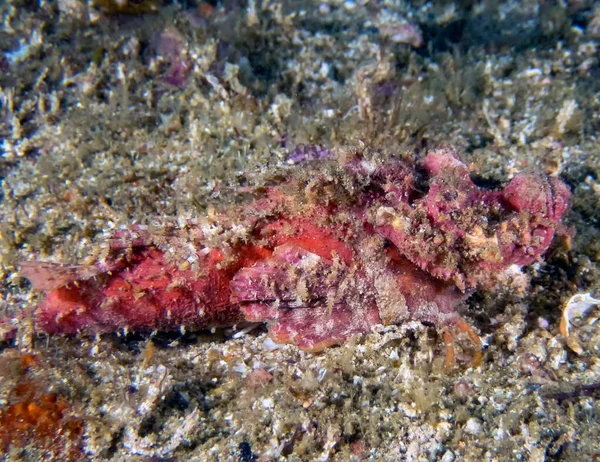 Ein Skorpionfisch Scorpaenopsis Oxycephala — Stockfoto