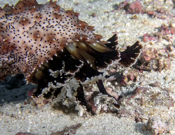 Kara Lekeli Deniz Hıyarı Pearsonothuria Graeffei — Stok fotoğraf