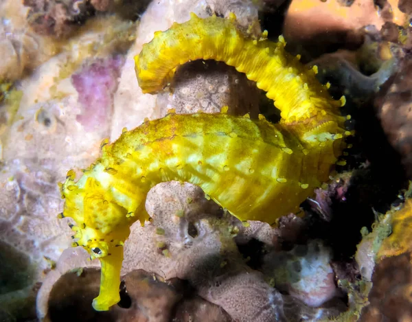 Yellow Seahorse Hippocampus Kuda — Stock Photo, Image