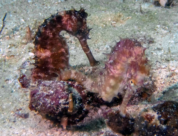 Пара Спінілого Морського Коника Hippocampus Histrix — стокове фото