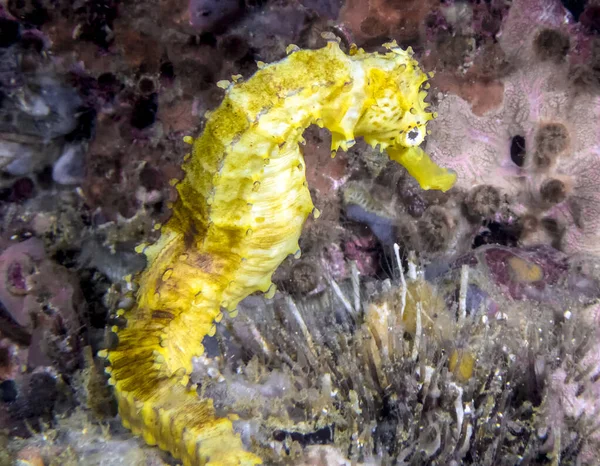 Cavalo Marinho Amarelo Hippocampus Kuda — Fotografia de Stock