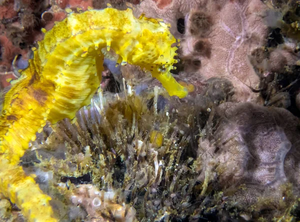 Yellow Seahorse Hippocampus Kuda — Stock Photo, Image