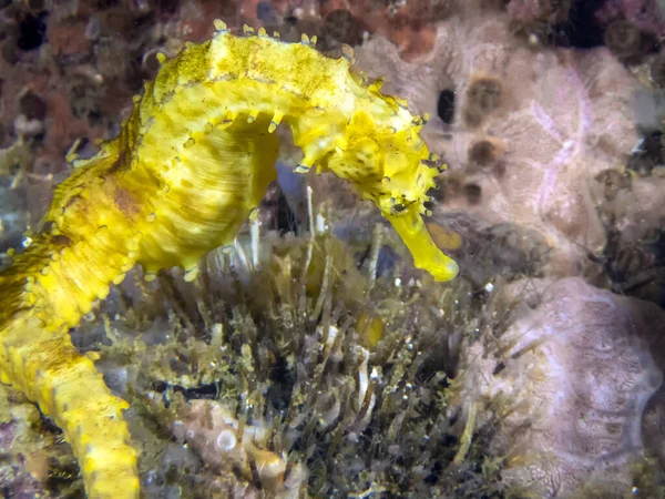 Yellow Seahorse Hippocampus Kuda — Fotografie, imagine de stoc