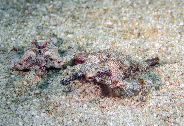용해로 Eurypegasus Draconis — 스톡 사진