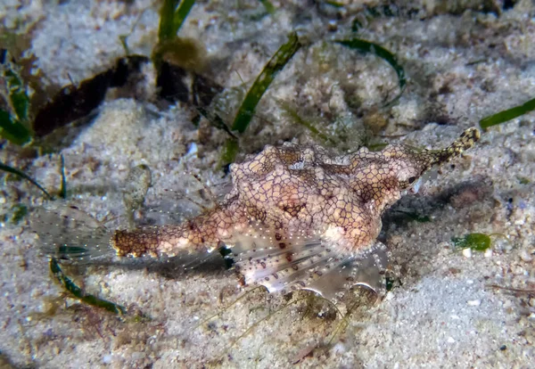 Ngengat Laut Naga Eurypegasus Draconis — Stok Foto