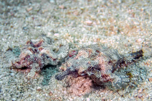 Polilla Del Mar Del Dragón Eurypegasus Draconis — Foto de Stock