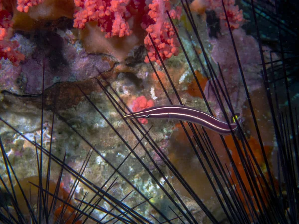 Urchin Clingfish Diademichthys Lineatus — Stock Photo, Image