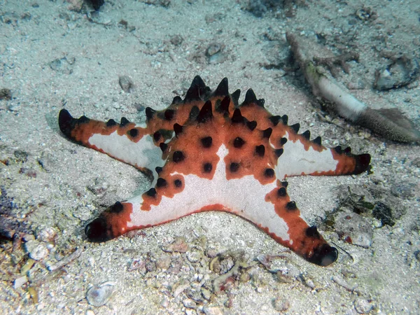 Estrela Mar Com Chifres Protoreaster Nodosus — Fotografia de Stock