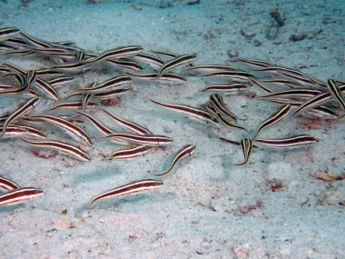 Çizgili Yılan Balığı (Plotosus soyu)