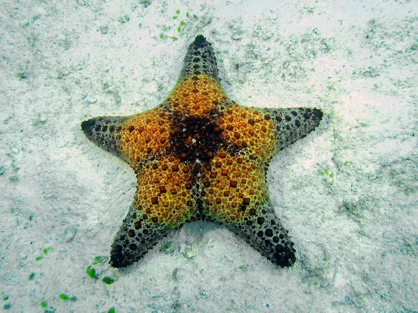 Honeycomb Cushion Star Pentaceraster Alveolatus — Stock fotografie