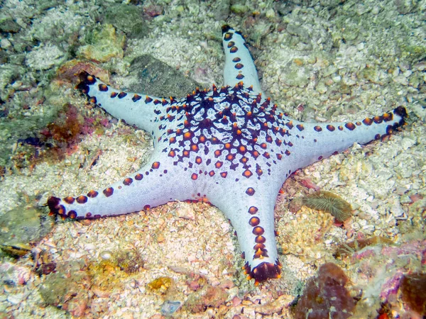 Honeycomb Cushion Star Pentaceraster Albeolatus — Φωτογραφία Αρχείου