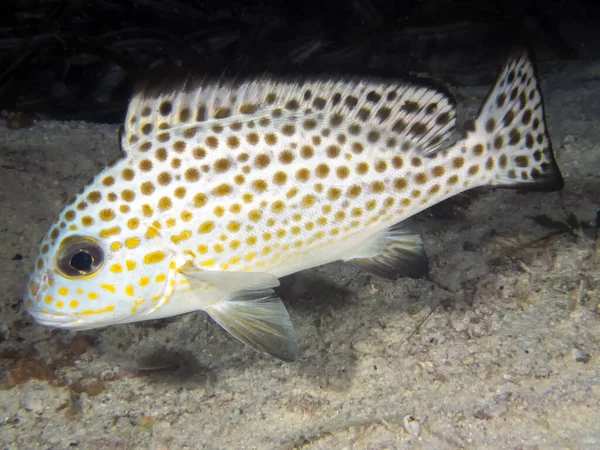 Słodkie Wargi Złotej Plamce Plectorhinchus Flavomaculatus — Zdjęcie stockowe