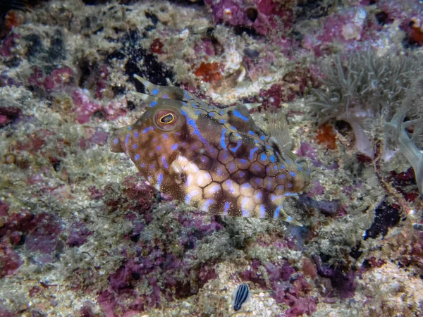 Thornback Cowfish Lactoria Fornasini — Stock Photo, Image