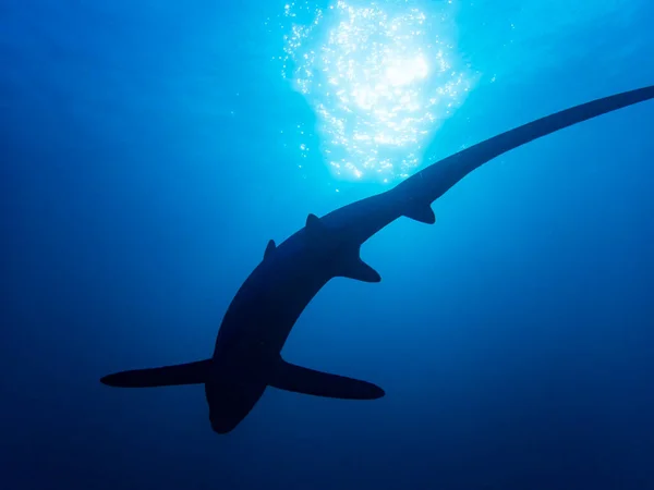 Tiburón Triturador Pelágico Alopias Pelagicus — Foto de Stock