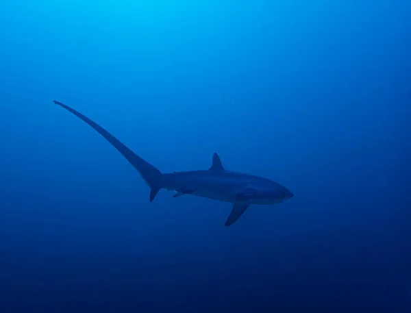 Tiburón Triturador Pelágico Alopias Pelagicus — Foto de Stock