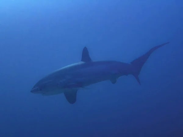 Tiburón Triturador Pelágico Alopias Pelagicus — Foto de Stock